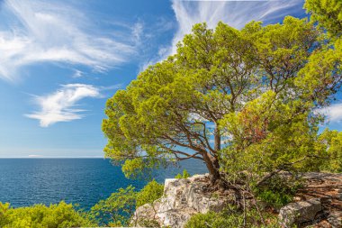 Yazın tipik Istria kıyı manzarasına bak