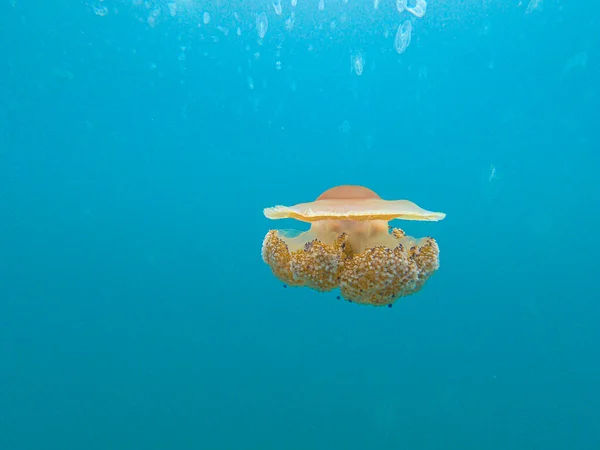 Colored ribbed jellyfish in the waters off Croatia during a jellyfish plague caused by high water temperatures due to climate change in summertime