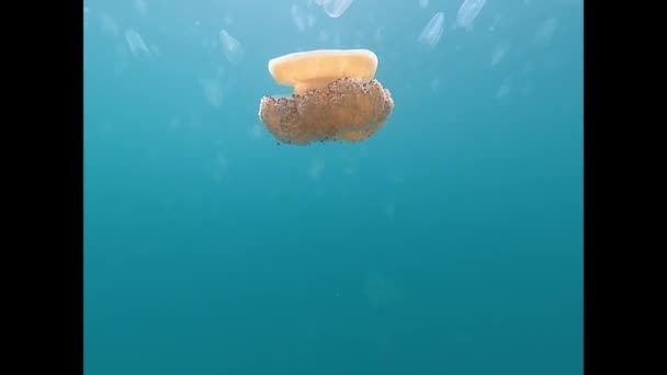 夏天气候变化导致水温升高 导致水母鼠疫 期间克罗地亚沿海水域有色带肋水母 — 图库视频影像