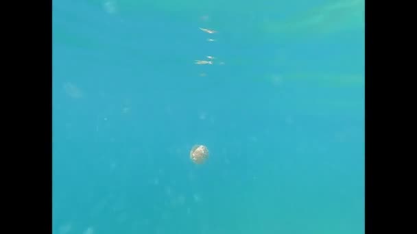 夏天气候变化导致水温升高 导致水母鼠疫 期间克罗地亚沿海水域有色带肋水母 — 图库视频影像