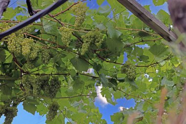 Asma üzümlü yeşil üzüm kümeleri yapraklı ve mavi yaz gökyüzü