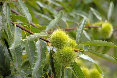 Yeşil dikenli ve uzun yapraklı kestane ağacının ayrıntıları.