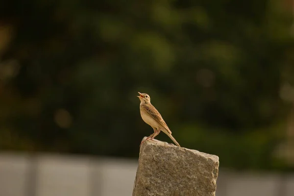 Taş üstünde ağzı açık bir kuş.