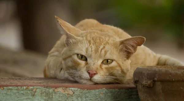 Duvarda yeşil arka planı olan bir kedi.