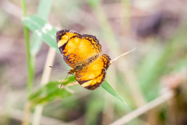 A close up of a flower with a butterfly — Stock Photo, Image