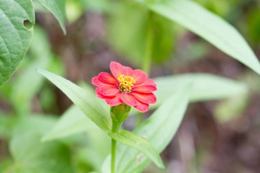 Ormanda bir çiçeğe yakın çekim