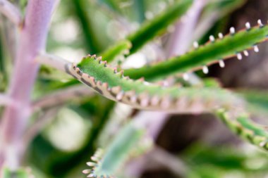 Bolivya 'da yeşil bir yaprağın yakın çekimi