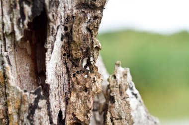 Bir ağacın yanındaki kayanın üzerinde oturan bir kuş