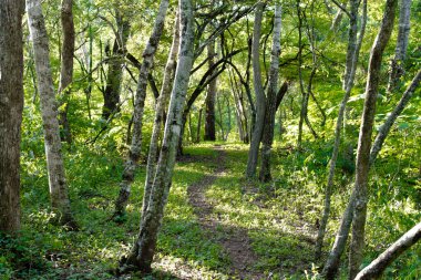 Ormanın ortasında bir ağaç.