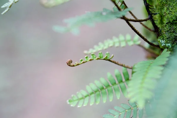 Een dichtbij van een plant in een woud — Stockfoto