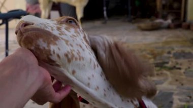 Keçi kaşınmayı sever. 