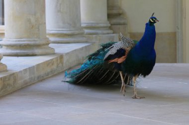Baths Palace (Lehçe: Palac Lazienkowski) olarak da bilinen Adasarayı, Varşova Kraliyet Hamamı Parkı'nda yer alan bir klasiksaraydır..