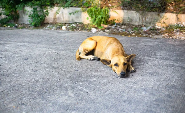 Σκύλος Περίμενε Τον Ιδιοκτήτη Στην Περιοχή Του Σπιτιού — Φωτογραφία Αρχείου
