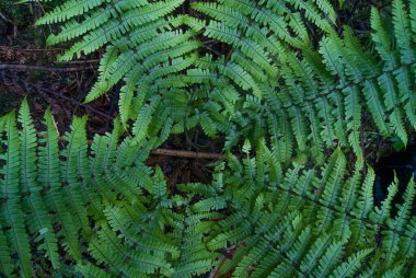 Eğreltiotunun üst görünümü