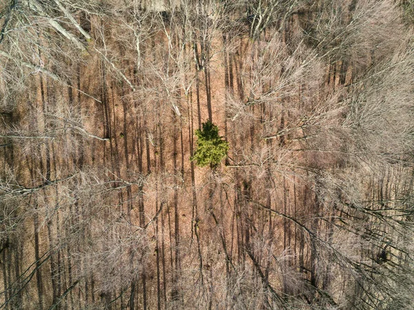 Green tree around dry trees during dry season.