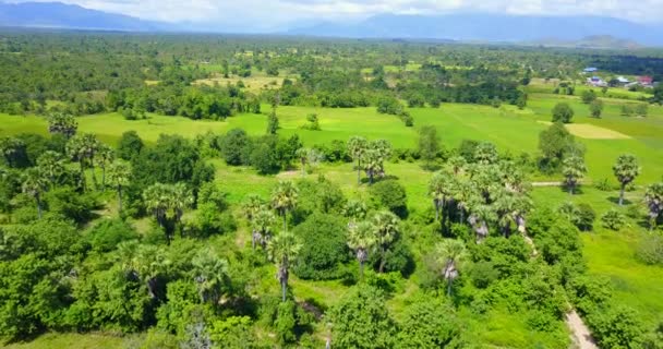 Vídeos Aéreos Sobre Campo Arroz Camboja — Vídeo de Stock