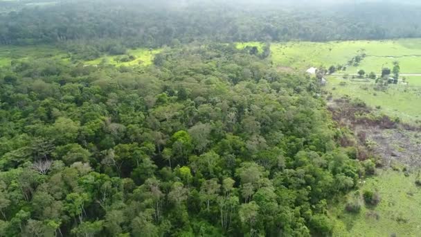 Aerial Video Amazon Jungle Peru Deforestation Due Agriculture Lumber — Stock Video