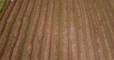 Junin Peru kırsal kesimindeki kırsal kesimin klibi. Mantaro Vadisi, Peru 'daki önemli gıda kaynaklarından biridir..