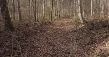 İsviçre Ormanı 'nın havadan çekilmiş görüntüleri. Avrupa 'da sonbahar sezonu.