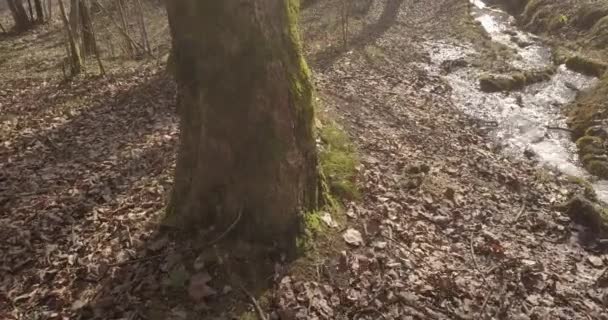 Sviçre Ormanı Nın Havadan Çekilmiş Görüntüleri Avrupa Sonbahar Sezonu — Stok video