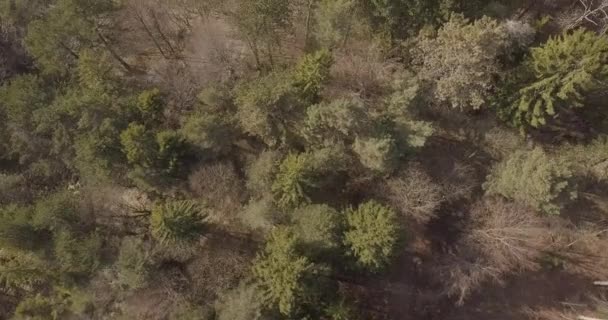Vidéo Aérienne Forêt Suisse Saison Automne Europe — Video