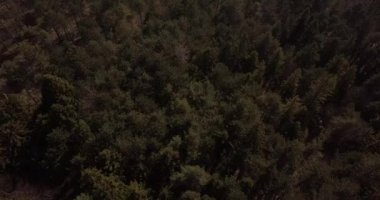 İsviçre Ormanı 'nın havadan çekilmiş görüntüleri. Avrupa 'da sonbahar sezonu.