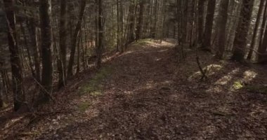 İsviçre Ormanı 'nın havadan çekilmiş görüntüleri. Avrupa 'da sonbahar sezonu.