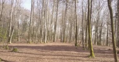 İsviçre Ormanı 'nın havadan çekilmiş görüntüleri. Avrupa 'da sonbahar sezonu.
