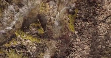 İsviçre Ormanı 'nın havadan çekilmiş görüntüleri. Avrupa 'da sonbahar sezonu.