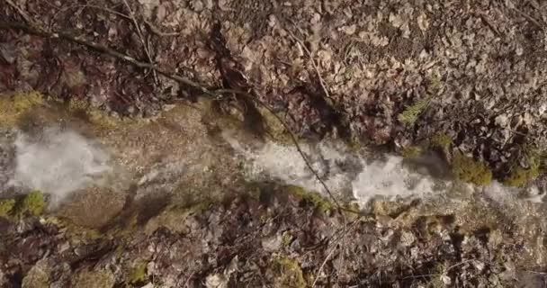 Luchtfoto Van Het Bos Zwitserland Herfstseizoen Europa — Stockvideo