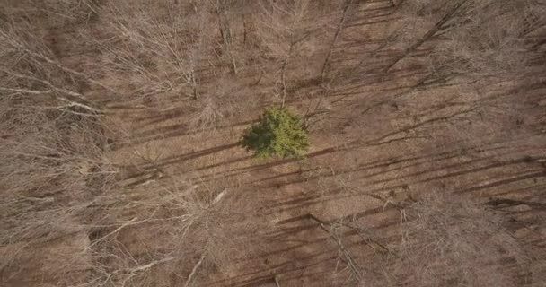 Vídeo Aéreo Floresta Suíça Temporada Outono Europa — Vídeo de Stock