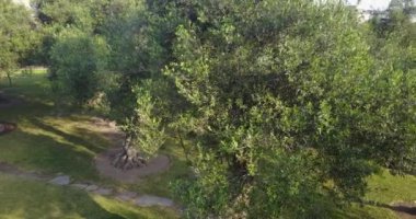 Lima Peru 'daki El Olivar parkının videosu. San Isidro bölgesi. Zeytin Ormanı.