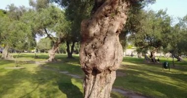 Lima Peru 'daki El Olivar parkının videosu. San Isidro bölgesi. Zeytin Ormanı.