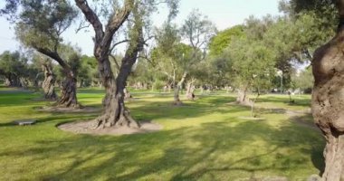 Lima Peru 'daki El Olivar parkının videosu. San Isidro bölgesi. Zeytin Ormanı.