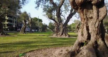 Lima Peru 'daki El Olivar parkının videosu. San Isidro bölgesi. Zeytin Ormanı.