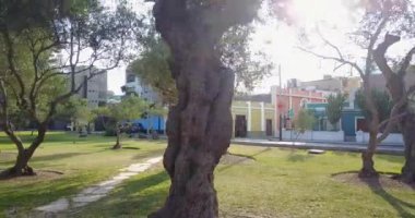 Lima Peru 'daki El Olivar parkının videosu. San Isidro bölgesi. Zeytin Ormanı.