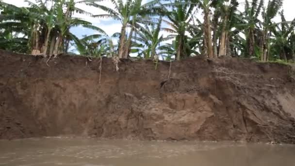 Video Floden Ucayali Peruansk Djungel Plantering Bananfält — Stockvideo