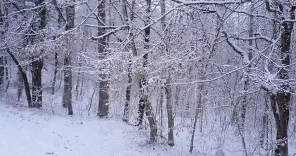 Luftbild Des Waldes Der Schweiz Frost Und Schnee Gefroren Winterzeit — Stockvideo