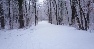 İsviçre 'de bir ormanın havadan çekilmiş videosu. Donmuş ve donmuş kar. Kış zamanı.