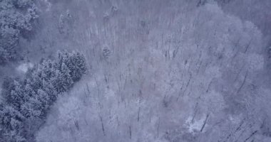 İsviçre 'de bir ormanın havadan çekilmiş videosu. Donmuş ve donmuş kar. Kış zamanı.