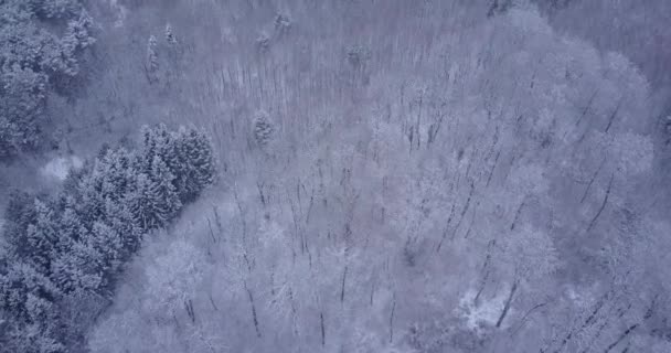 Vídeo Aéreo Del Bosque Suiza Congelado Nieve Congelada Tiempo Invierno — Vídeos de Stock