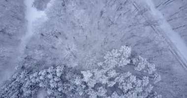 İsviçre 'de bir ormanın havadan çekilmiş videosu. Donmuş ve donmuş kar. Kış zamanı.