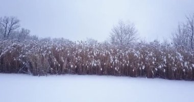 İsviçre 'de bir ormanın havadan çekilmiş videosu. Donmuş ve donmuş kar. Kış zamanı.