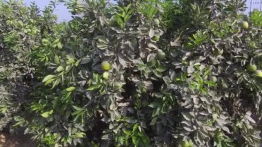 Ica, Peru 'da portakal tarlasının hava videosu.