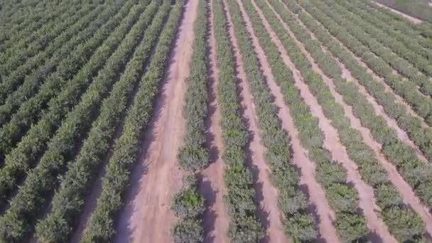 Vidéo Aérienne Champ Oranges Ica Pérou — Video