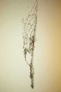 Sivrisinekler ve küçük sineklerle dolu örümcek ağı.