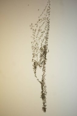 Sivrisinekler ve küçük sineklerle dolu örümcek ağı.