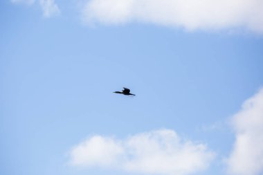 Mavi gökyüzünde uçan karabatak görüntüsü.