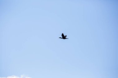 Mavi gökyüzünde uçan karabatak görüntüsü.