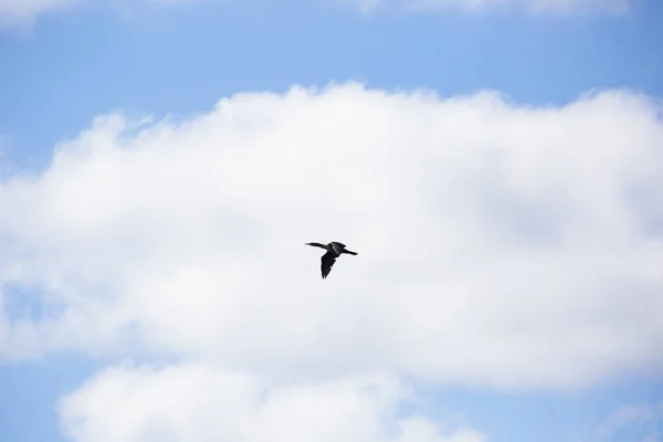 Bild Eines Kormorans Der Blauem Himmel Fliegt — Stockfoto